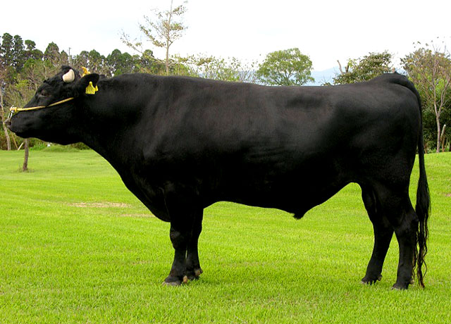 Japanese black cattle
